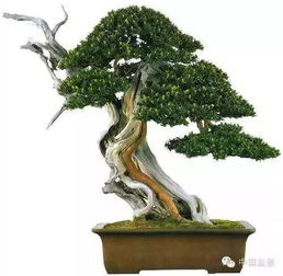 盆景精品，贵在提高盆景文化层次