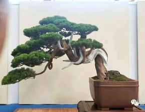 2018台湾华风盆景展精品总汇