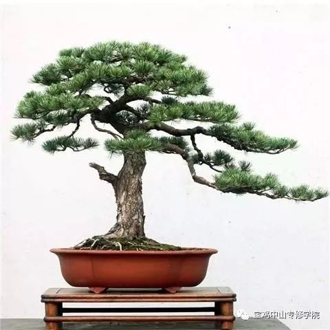 这3种盆景养成精品，价值上万——盆景艺术投资指南