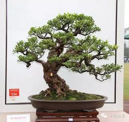 盆景之美 方寸之间的自然意境