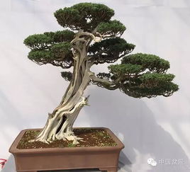 精品盆景，方寸间的自然之美 人与自然的心灵对话