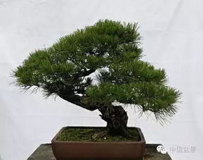 同趣园盆景精品荟萃 匠心凝聚的自然之美
