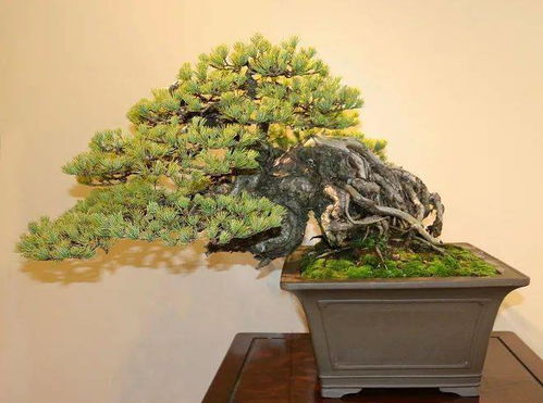 异国匠韵 全球盆景展会精品赏析