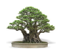 魏家盆景园 方寸之间的自然诗篇