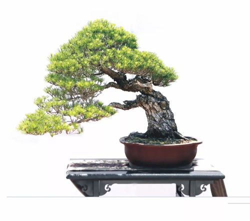 咫尺千里·九省竞秀 一盆一世界，领略中国盆景的精粹之境