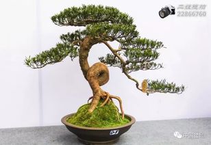 方寸间见山河 川派盆景的艺术之旅