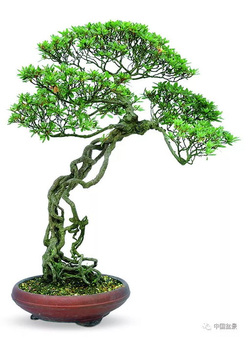 安静欣赏精品盆景，抵达灵魂的最深处