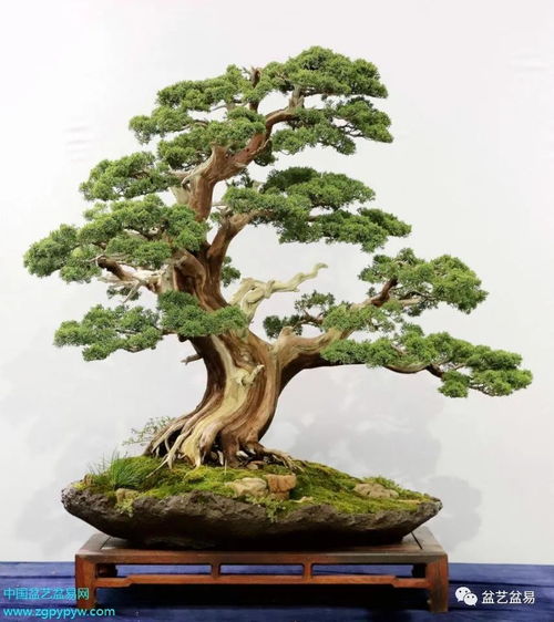 2020全国精品盆景展 特等奖金银奖作品大赏