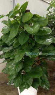 供应福州绿化工程乔木 福州花灌木的种植 福州观赏性盆景_礼品、工艺品、饰品_世界工厂网中国产品信息库