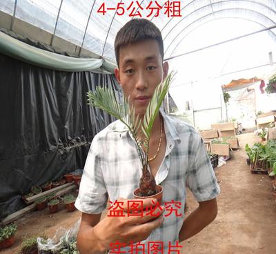 植物盆栽盆景花卉 铁树 苏铁盆栽 植物花卉布置庭院 办公室盆