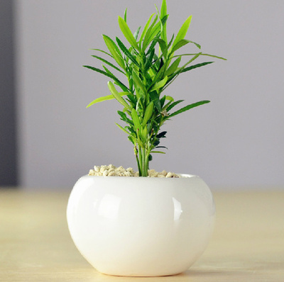 子豪缘盆景文竹