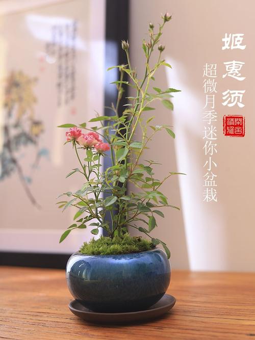 宿根花卉须惠姬微型月季花迷你小盆栽庭院办公桌盆景四季礼物蔷薇